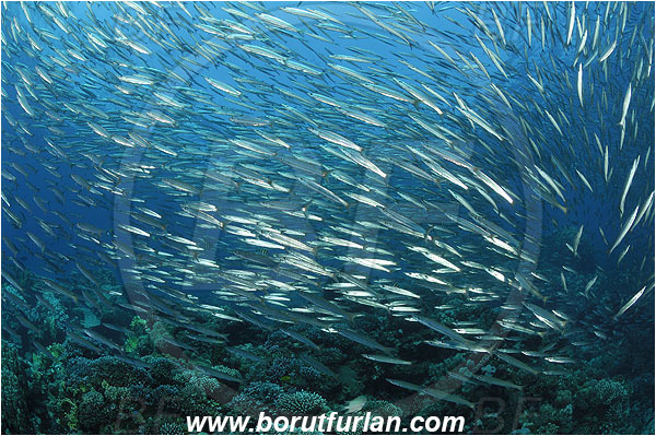 Sharm Abu Dabab, Marsa Alam, Egypt, Red sea, Sphyraena flavicauda, Sphyraena, Sphyraenidae, Yellowtail Barracuda, Barracuda, Fish, Fish school, Reef