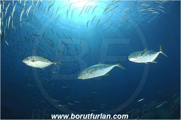 Sharm Abu Dabab, Marsa Alam, Egypt, Red sea, Sphyraena flavicauda, Sphyraena, Sphyraenidae, Yellowtail Barracuda, Barracuda, Fish, Fish school, Carangoides fulvoguttatus, Carangoides, Carangidae, Yellowspotted trevally, Trevally, Reef, Hunting
