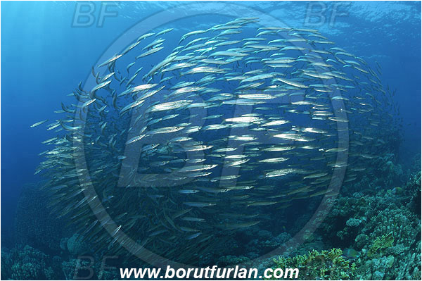 Sharm Abu Dabab, Marsa Alam, Egypt, Red sea, Sphyraena flavicauda, Sphyraena, Sphyraenidae, Yellowtail Barracuda, Barracuda, Fish, Fish school, Reef
