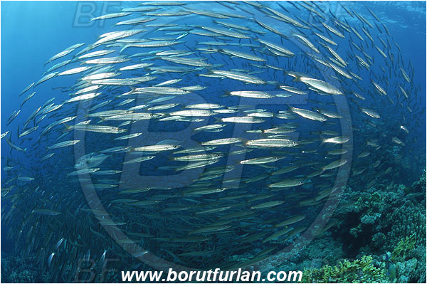 Sharm Abu Dabab, Marsa Alam, Egypt, Red sea, Sphyraena flavicauda, Sphyraena, Sphyraenidae, Yellowtail Barracuda, Barracuda, Fish, Fish school, Reef