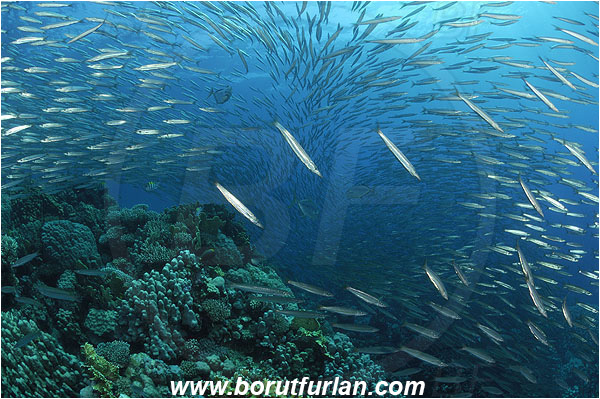 Sharm Abu Dabab, Marsa Alam, Egypt, Red sea, Sphyraena flavicauda, Sphyraena, Sphyraenidae, Yellowtail Barracuda, Barracuda, Fish, Fish school, Reef