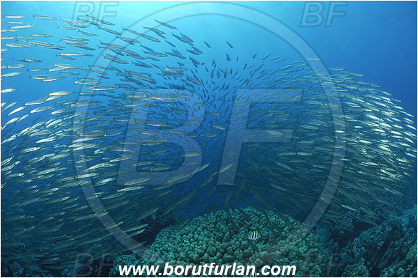 Sharm Abu Dabab, Marsa Alam, Egypt, Red sea, Sphyraena flavicauda, Sphyraena, Sphyraenidae, Yellowtail Barracuda, Barracuda, Fish, Fish school, Porites nodifera, Porites, Poritidae, Hard coral, Coral, Anthozoa, Cnidaria, Cnidarian, Reef