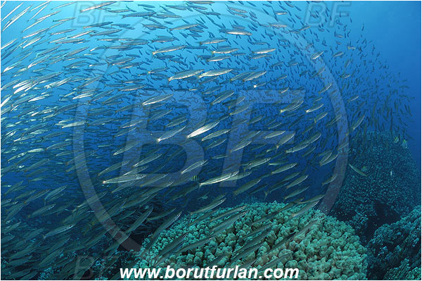 Sharm Abu Dabab, Marsa Alam, Egypt, Red sea, Sphyraena flavicauda, Sphyraena, Sphyraenidae, Yellowtail Barracuda, Barracuda, Fish, Fish school, Porites nodifera, Porites, Poritidae, Hard coral, Coral, Anthozoa, Cnidaria, Cnidarian, Reef
