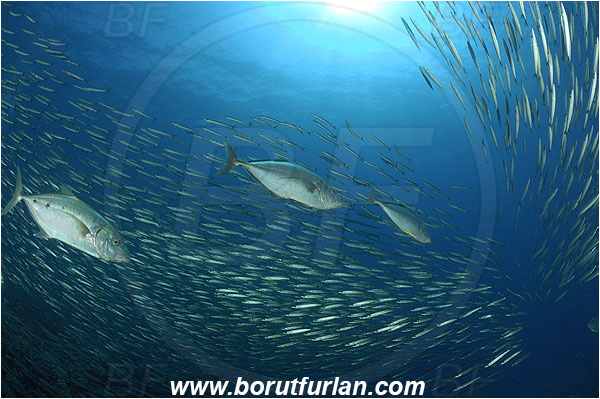 Sharm Abu Dabab, Marsa Alam, Egypt, Red sea, Sphyraena flavicauda, Sphyraena, Sphyraenidae, Yellowtail Barracuda, Barracuda, Fish, Fish school, Carangoides fulvoguttatus, Carangoides, Carangidae, Yellowspotted trevally, Trevally, Reef, Hunting
