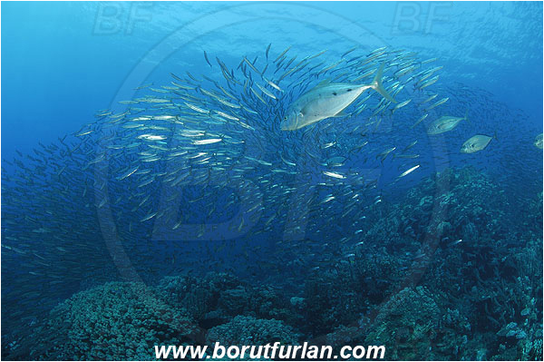 Sharm Abu Dabab, Marsa Alam, Egypt, Red sea, Sphyraena flavicauda, Sphyraena, Sphyraenidae, Yellowtail Barracuda, Barracuda, Fish, Fish school, Carangoides fulvoguttatus, Carangoides, Carangidae, Yellowspotted trevally, Trevally, Reef, Hunting