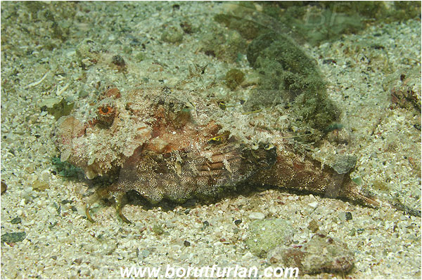 Marsa Abu Dabul, Marsa Alam, Egypt, Red sea, Inimicus filamentosus, Inimicus, Scorpaenidae, Two-stick stingfish, Stingfish, Scorpionfish, Fish