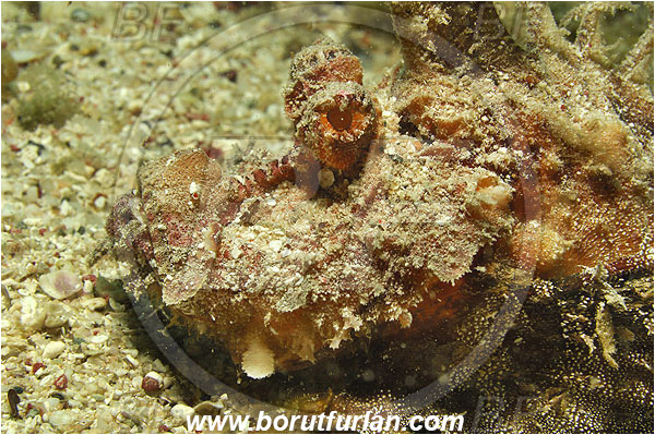 Marsa Abu Dabul, Marsa Alam, Egypt, Red sea, Inimicus filamentosus, Inimicus, Scorpaenidae, Two-stick stingfish, Stingfish, Scorpionfish, Fish, Portrait