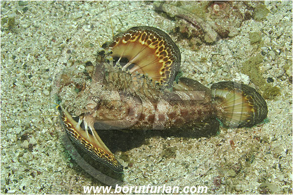 Marsa Abu Dabul, Marsa Alam, Egypt, Red sea, Inimicus filamentosus, Inimicus, Scorpaenidae, Two-stick stingfish, Stingfish, Scorpionfish, Fish