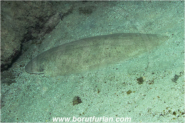 Marsa Abu Dabul, Marsa Alam, Egypt, Red sea, Solea sp. Solea, Soleidae, Sole, Fish