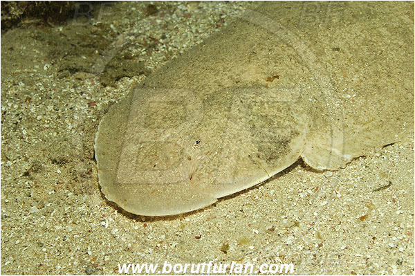 Marsa Abu Dabul, Marsa Alam, Egypt, Red sea, Solea sp. Solea, Soleidae, Sole, Fish, Portrait