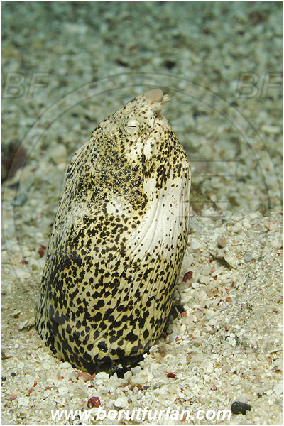 Marsa Abu Dabul, Marsa Alam, Egypt, Red sea, Callechelys marmorata, Callechelys, Ophichthidae, Marbled Snake Eel, Snake Eel, Eel, Fish, Portrait