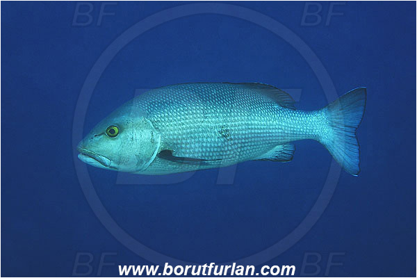 Marsa Abu Dabul, Marsa Alam, Egypt, Red sea, Lutjanus bohar, Lutjanus, Lutjanidae, Two-spot red snapper, Snapper, Fish