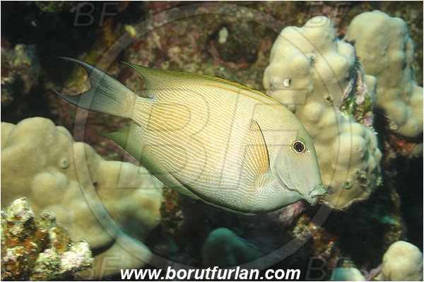 Marsa Shagra, Marsa Alam, Egypt, Red sea, Ctenochaetus striatus, Ctenochaetus, Acanthuridae, Striated surgeonfish, Surgeonfish, Fish
