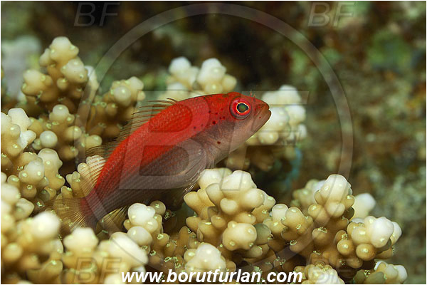 Marsa Shagra, Marsa Alam, Egypt, Red sea, Paracirrhites forsteri, Paracirrhites, Cirrhitidae, Blackside Hawkfish, Hawkfish, Fish