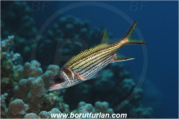 Marsa Shagra, Marsa Alam, Egypt, Red sea, Neoniphon sammara, Neoniphon, Holocentridae, Spotfin Squirrelfish, Sammara Squirrelfish, Squirrelfish, Fish
