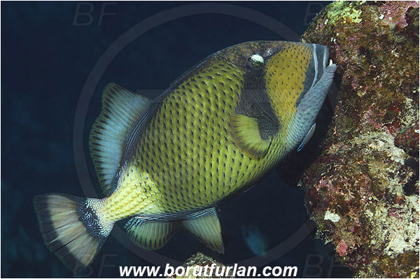 Marsa Abu Dabul, Marsa Alam, Egypt, Red sea, Balistoides viridescens, Balistoides, Balistidae, Titan triggerfish, Triggerfish, Fish