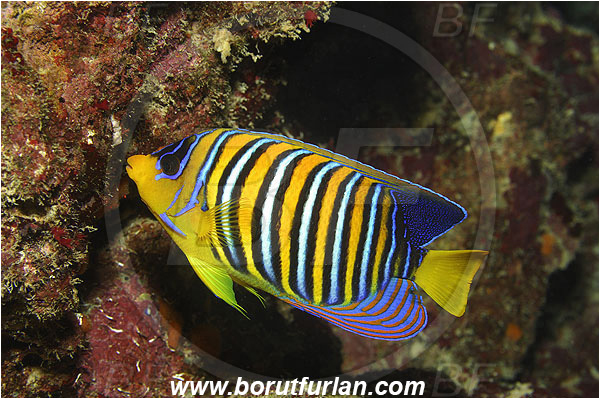 Marsa Abu Dabul, Marsa Alam, Egypt, Red sea, Pygoplites diacanthus, Pygoplites, Pomacanthidae, Regal angelfish, Angelfish, Fish