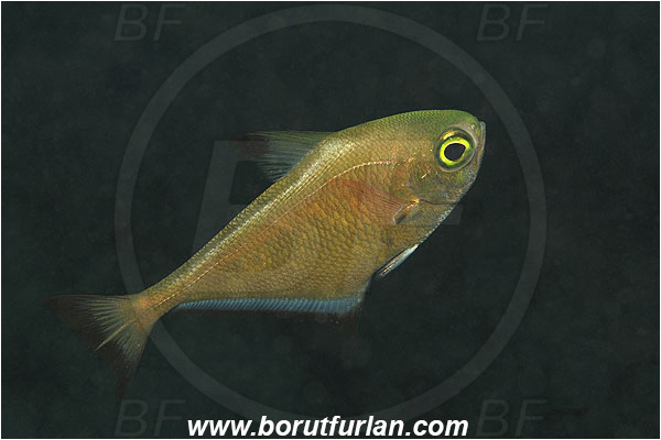 Marsa Abu Dabul, Marsa Alam, Egypt, Red sea, Pempheris schwenkii, Pempheris, Pempheridae, Silver Bullseye, Silver sweeper, Sweeper, Fish