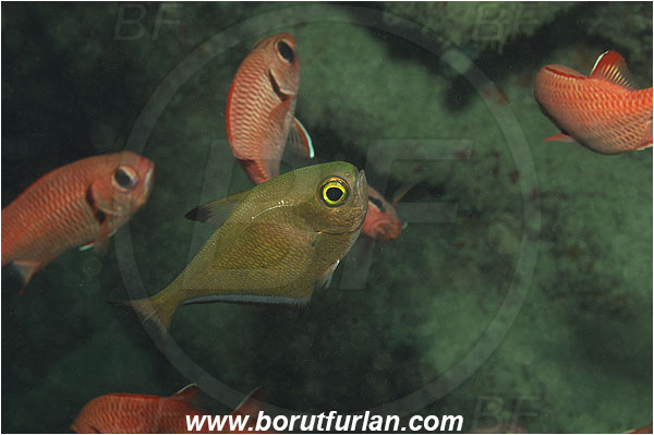 Marsa Abu Dabul, Marsa Alam, Egypt, Red sea, Pempheris schwenkii, Pempheris, Pempheridae, Silver Bullseye, Silver sweeper, Sweeper, Fish