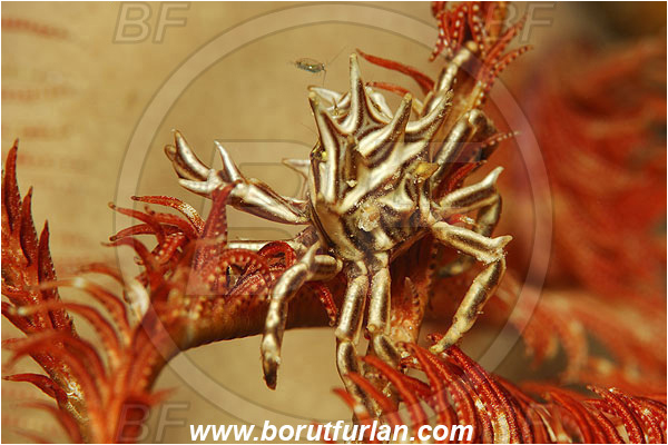 Marsa Shagra, Marsa Alam, Egypt, Red sea, Tiaramedon spinosum, Tiaramedon, Pilumnidae, Decapoda, Crustacea, Crustacean, Feather Star Crab, Crab