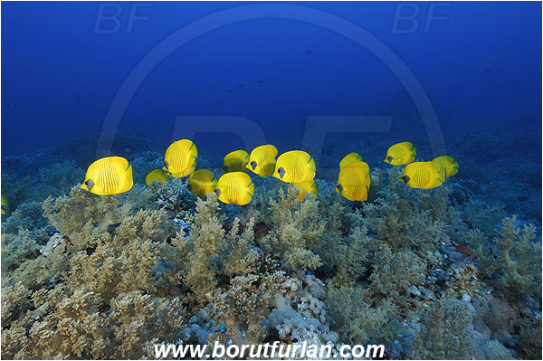El Farsha, Marsa Alam, Egypt, Red sea, Chaetodon semilarvatus, Chaetodon, Chaetodontidae, Masked Butterflyfish, Butterflyfish, Fish, Fish school, Reef