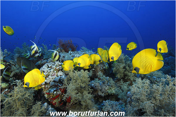El Farsha, Marsa Alam, Egypt, Red sea, Chaetodon semilarvatus, Chaetodon, Chaetodontidae, Masked Butterflyfish, Butterflyfish, Fish, Fish school, Reef