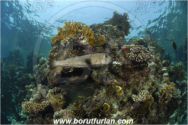 Marsa Shagra, Marsa Alam, Egypt, Red sea, Diodon hystrix, Diodon, Diodontidae, Spot-fin porcupinefish, Porcupinefish, Fish, Reef