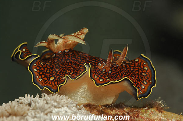 Marsa Shagra, Marsa Alam, Egypt, Red sea, Chromodoris charlottae, Chromodoris, Chromodorididae, Red Sea Chromodoris, Nudibranch, Sea slug, Gastropoda, Mollusca, Mollusc