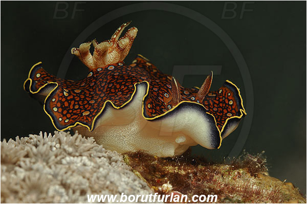 Marsa Shagra, Marsa Alam, Egypt, Red sea, Chromodoris charlottae, Chromodoris, Chromodorididae, Red Sea Chromodoris, Nudibranch, Sea slug, Gastropoda, Mollusca, Mollusc