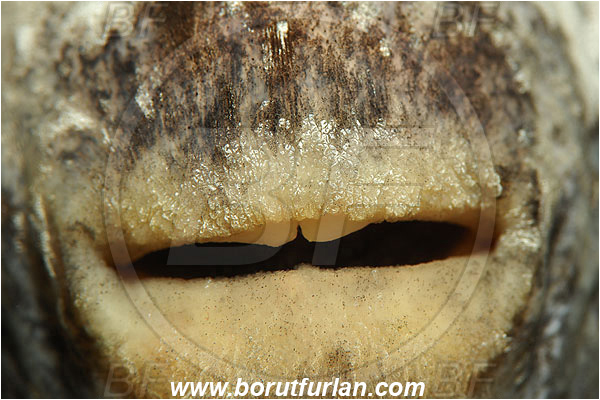 Marsa Shagra, Marsa Alam, Egypt, Red sea, Arothron hispidus, Arothron, Tetraodontidae, White-spotted puffer, Puffer, Fish, Mouth, Abstract