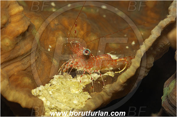 Marsa Shagra, Marsa Alam, Egypt, Red sea, Cinetorhynchus reticulatus, Cinetorhynchus, Rhynchocinetidae, Decapoda, Dancing Shrimp, Shrimp, Crustacea, Crustacean