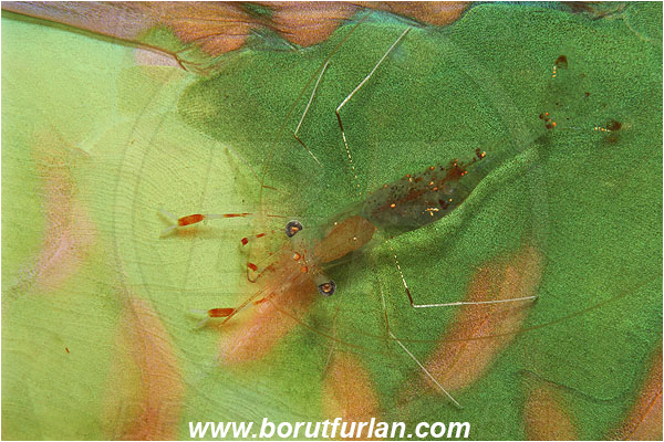 Marsa Shagra, Marsa Alam, Egypt, Red sea, Urocaridella sp., Urocaridella, Palaemonidae, Decapoda, Cleaner Shrimp, Shrimp, Crustacea, Crustacean, Parrotfish, Scaridae