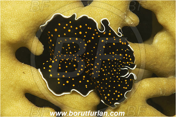 Marsa Shagra, Marsa Alam, Egypt, Red sea, Thysanozoon nigrum, Thysanozoon, Pseudocerotidae, Platyhelminthes, Gold-dotted flatworm, Flatworm