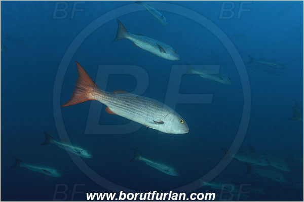 Banco Hannibal, Panama, Pacific ocean, Lutjanus aratus, Lutjanus, Lutjanidae, Mullet snapper, Snapper, Fish, Fish school