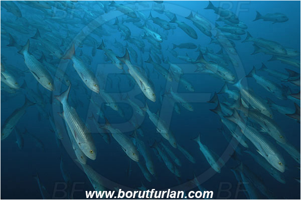 Banco Hannibal, Panama, Pacific ocean, Lutjanus aratus, Lutjanus, Lutjanidae, Mullet snapper, Snapper, Fish, Fish school