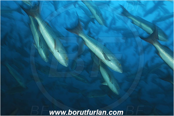Banco Hannibal, Panama, Pacific ocean, Lutjanus aratus, Lutjanus, Lutjanidae, Mullet snapper, Snapper, Fish, Fish school