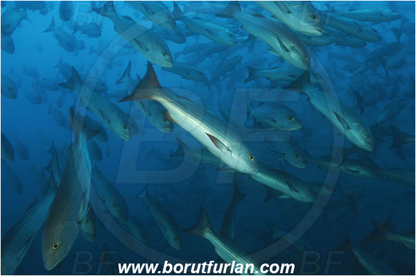 Banco Hannibal, Panama, Pacific ocean, Lutjanus aratus, Lutjanus, Lutjanidae, Mullet snapper, Snapper, Fish, Fish school