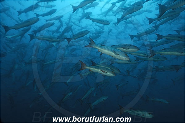 Banco Hannibal, Panama, Pacific ocean, Lutjanus aratus, Lutjanus, Lutjanidae, Mullet snapper, Snapper, Fish, Fish school