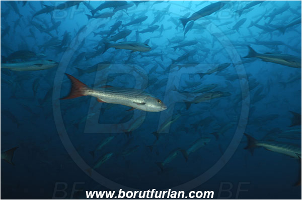 Banco Hannibal, Panama, Pacific ocean, Lutjanus aratus, Lutjanus, Lutjanidae, Mullet snapper, Snapper, Fish, Fish school