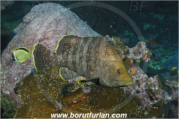 Malpelo, Columbia, Pacific ocean, Dermatolepis dermatolepis, Dermatolepis, Serranidae, Leather bass, Grouper, Fish