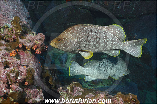 Malpelo, Columbia, Pacific ocean, Dermatolepis dermatolepis, Dermatolepis, Serranidae, Leather bass, Grouper, Fish