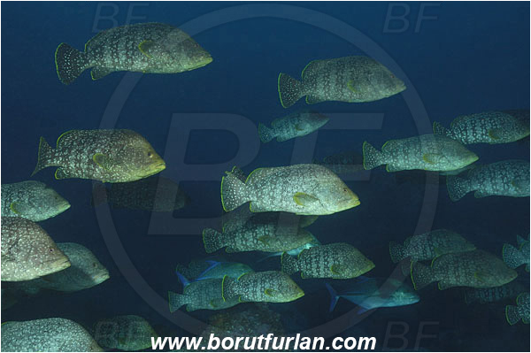 Malpelo, Columbia, Pacific ocean, Dermatolepis dermatolepis, Dermatolepis, Serranidae, Leather bass, Grouper, Fish, Fish school