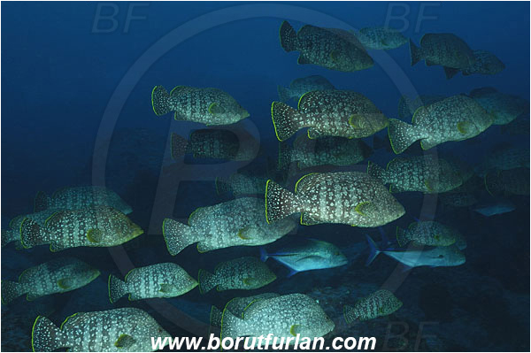 Malpelo, Columbia, Pacific ocean, Dermatolepis dermatolepis, Dermatolepis, Serranidae, Leather bass, Grouper, Fish, Fish school