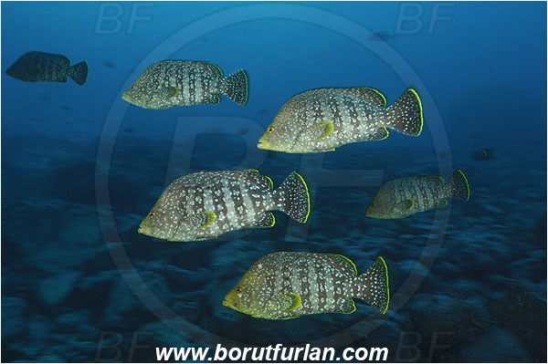 Malpelo, Columbia, Pacific ocean, Dermatolepis dermatolepis, Dermatolepis, Serranidae, Leather bass, Grouper, Fish, Fish school, Reef