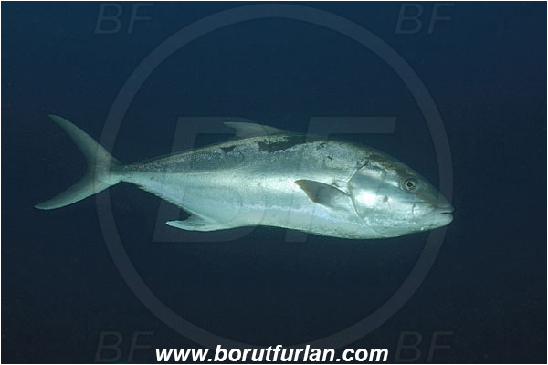 Malpelo, Columbia, Pacific ocean, Seriola dumerili, Seriola, Carangidae, Greater Amberjack, Amberjack, Jack, Fish