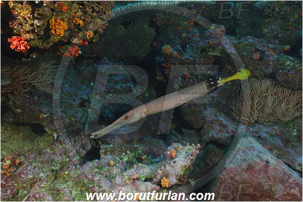 Malpelo, Columbia, Pacific ocean, Aulostomus chinensis, Aulostomus, Aulostomidae, Chinese trumpetfish, Trumpetfish, Fish, Reef