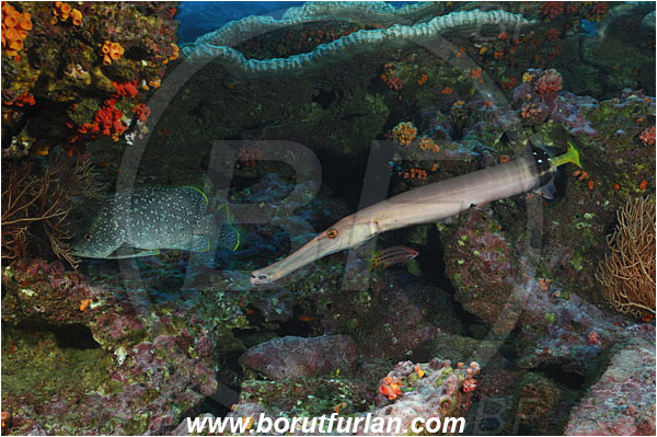 Malpelo, Columbia, Pacific ocean, Aulostomus chinensis, Aulostomus, Aulostomidae, Chinese trumpetfish, Trumpetfish, Fish, Dermatolepis dermatolepis, Dermatolepis, Serranidae, Leather bass, Grouper, Reef