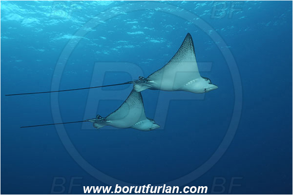 Malpelo, Columbia, Pacific ocean, Aetobatus narinari, Aetobatus, Myliobatidae, Elasmobranchii, Spotted eagle ray, Eagle ray, Fish