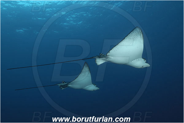 Malpelo, Columbia, Pacific ocean, Aetobatus narinari, Aetobatus, Myliobatidae, Elasmobranchii, Spotted eagle ray, Eagle ray, Fish