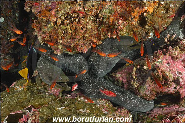 Malpelo, Columbia, Pacific ocean, Gymnothorax dovii, Gymnothorax, Muraenidae, Fine-spotted moray, Moray